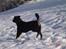 Rottweiler Zeus