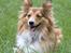 Blanding af racer Lassie