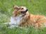 Blanding af racer Lassie