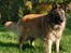 Tervueren Chacami Dess * Himmelhund - 02.10.08 - Første billede med første spejlrefleks kamera