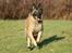 Tervueren Chacami Dess * Himmelhund - Altid i fuld fart