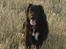 Labrador retriever Line - skal lige se hvor tæt på jeg kan kommer hihi!i
