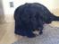 Labrador retriever Line - det er livet