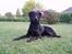 Labrador retriever Balu - død 25-08-06  - den stolte løve