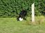 Labrador retriever Balu - død 25-08-06  - Balu med sin elskede fodbold.