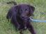 Labrador retriever Balu - død 25-08-06  - Balu som hvalp ca.9 uger