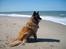 Tervueren Chacami Dess * Himmelhund - Ved vesterhavet juni 2008