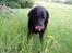 Labrador retriever Dixie  - Her er Dixie oppe i vores sommerhus ude på marken, og hun slikker sig om munden :P