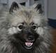 Keeshond Keeshos Buska