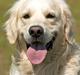 Golden retriever Prøvesøgårds Django