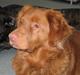 Nova scotia duck tolling retriever Bailey