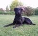 Labrador retriever Balu - død 25-08-06 