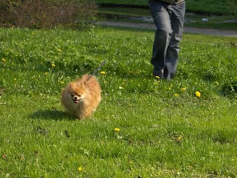 Pomeranian ** Chika ** billede 9