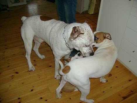 Blanding af racer Dmitri - dmitri snuser lidt til iris, og boris sidder under os.. billede 13