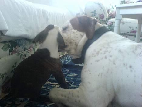 Blanding af racer Dmitri billede 14