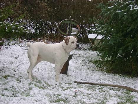 Blanding af racer Dmitri - nyt.. lækkert nyt sne billede 15