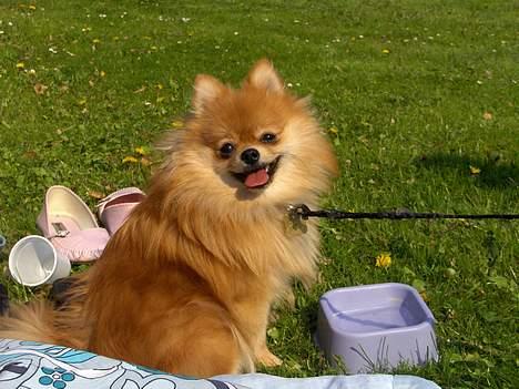 Pomeranian ** Chika ** billede 10