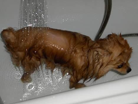 Pomeranian ** Chika ** billede 11