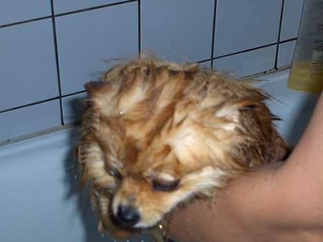 Pomeranian ** Chika ** billede 12