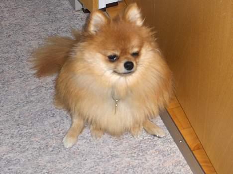 Pomeranian ** Chika ** billede 13