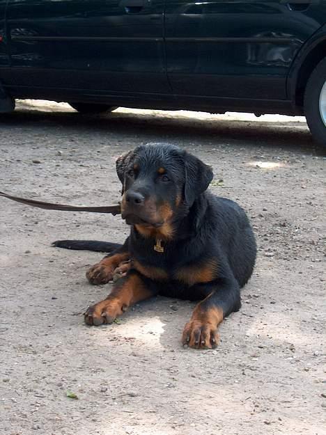 Rottweiler Rinkenæs' Iron - Iron er træt efter en bade- og gåtur... billede 1