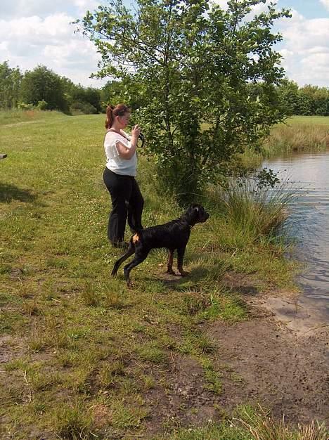 Rottweiler Rinkenæs' Iron - Klar på spring til at snuppe en pind fra en af de andre hunde, som også er ude at bade... Det er jo nemmere, at de andre svømmer ud efter den, og han så bare skal stjæle den på land! Den drønnert!!!  billede 2
