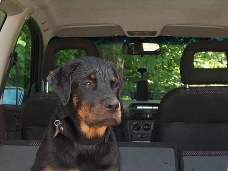 Rottweiler Rinkenæs' Iron - Er træt lille hund - men der er nu en god udsigt fra bagagerummet. :-) billede 3