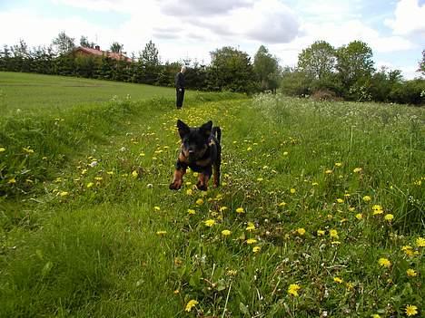 Rottweiler Rinkenæs' Iron - I can fly billede 4
