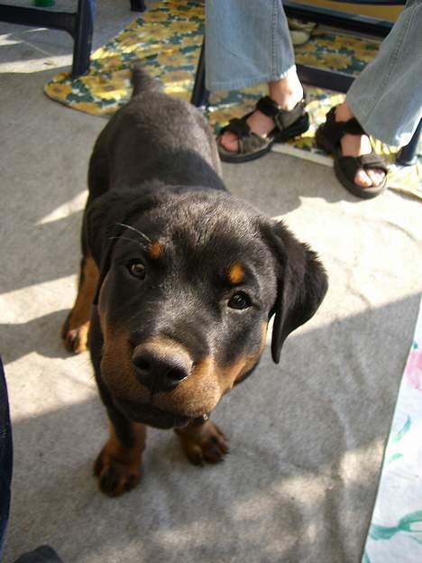 Rottweiler Rinkenæs' Iron - Haaallllløøøøjjjj, hvad er det du har?! billede 5