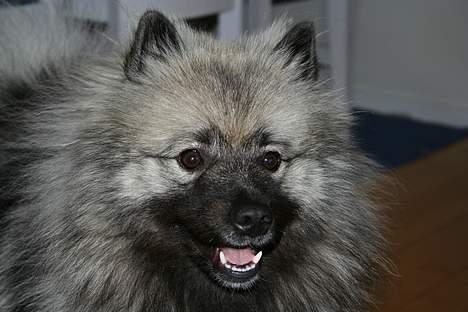 Keeshond Keeshos Buska - Her er jeg. Hvad sagde du? billede 1