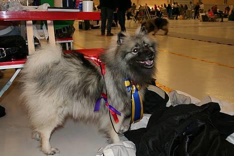Keeshond Keeshos Buska - Her har jeg vundet 1. plads, ck og 2 bedste hund i racen billede 2