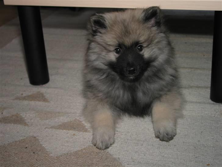 Keeshond Keeshos Buska - snakker du til mig???? billede 3