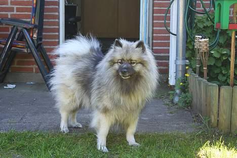 Keeshond Keeshos Buska - Skal lige være på vagt om der kommer nogle på stien billede 4