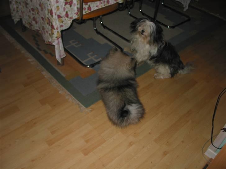 Keeshond Keeshos Buska - Her var hun ikke større end en Lhasa Apso.  billede 5