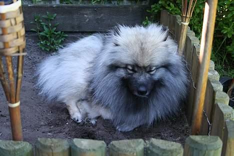 Keeshond Keeshos Buska - Jeg hører ikke hvad du siger.... tralalalalalala, må ikke rigtig ligge herinde billede 6