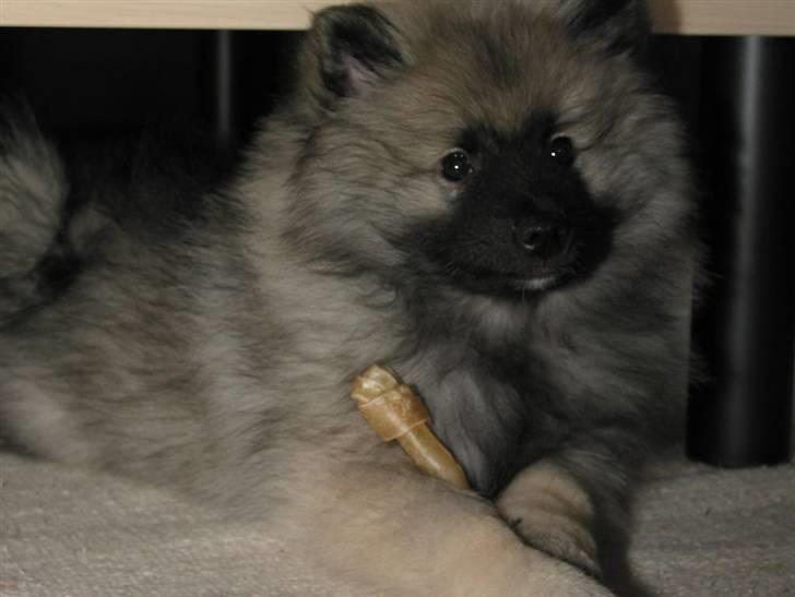 Keeshond Keeshos Buska - Fundere over livet med en godbid. billede 7