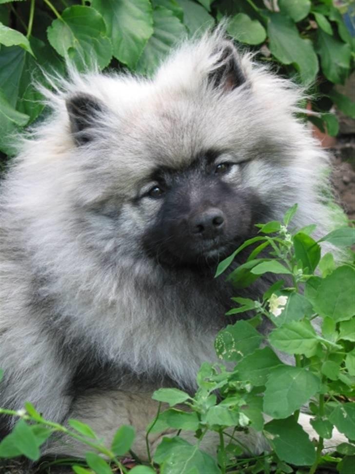 Keeshond Keeshos Buska - ja, hvad skal jeg sige, hyggehund billede 8