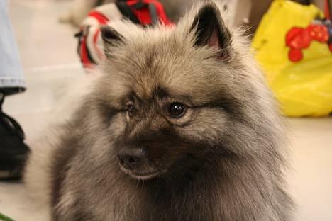 Keeshond Keeshos Buska - Hvornår skal vi hjem???  billede 9