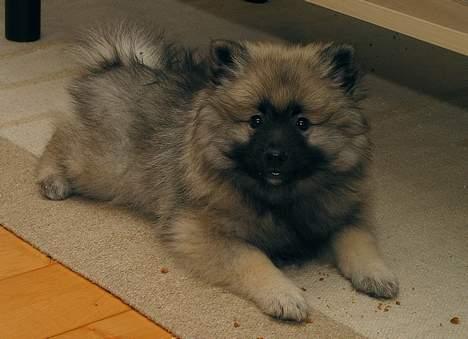 Keeshond Keeshos Buska - Her er jeg lige kommet hjem til min far og mor - jeg er 10 uger billede 10