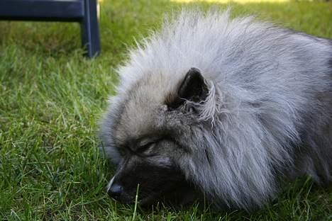 Keeshond Keeshos Buska - Det er ikke sjovt at få taget billeder, når man skal sove billede 11