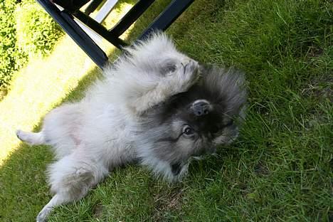 Keeshond Keeshos Buska - Når det er sommer og man får en godbid - så er livet bare skønt billede 12