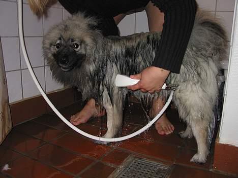 Keeshond Keeshos Buska - Jeg vil helst ikke i bad, men når først jeg er blevet helt våd og mor nusser mig, så er det faktisk dejligt... billede 14