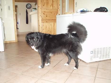 Blanding af racer Tikki billede 1