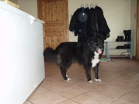 Blanding af racer Tikki billede 2