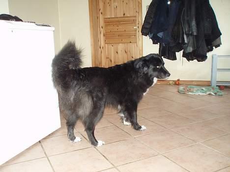 Blanding af racer Tikki billede 3