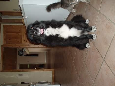 Blanding af racer Tikki billede 4