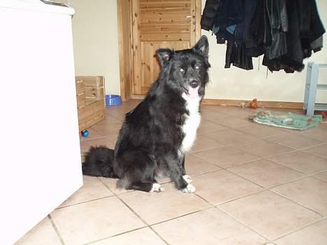 Blanding af racer Tikki billede 5