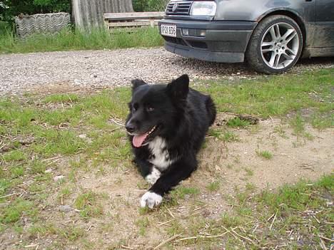 Blanding af racer Tikki billede 6