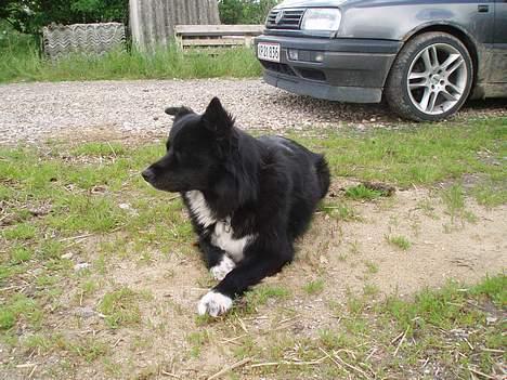 Blanding af racer Tikki billede 7