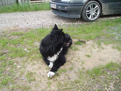 Blanding af racer Tikki billede 8